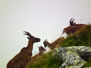 45 Stambecchi in nostra compagnia sulla vetta 